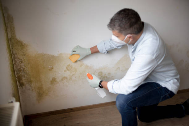 Best Airborne Mold Testing  in Greenwich, OH