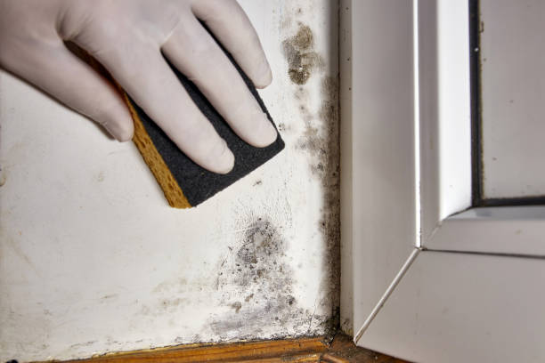 Best Industrial Mold Remediation  in Greenwich, OH